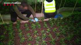 Plantación de marihuana / MOSSOS D'ESQUADRA