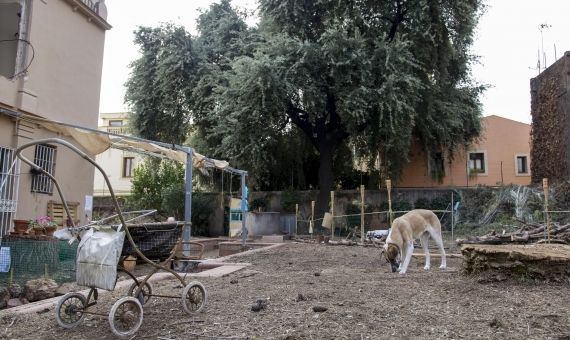 Un perro husmeando en el jardín que ya no tiene césped / HUGO FERNÁNDEZ