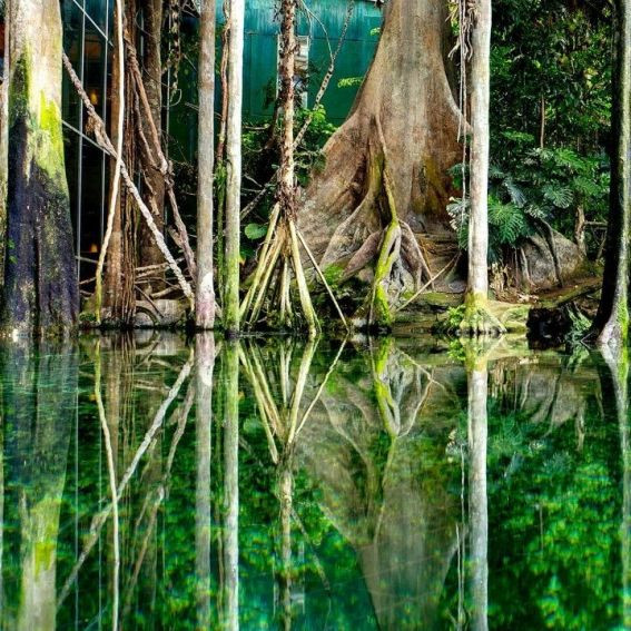 Bosque inundado en el CosmoCaixa