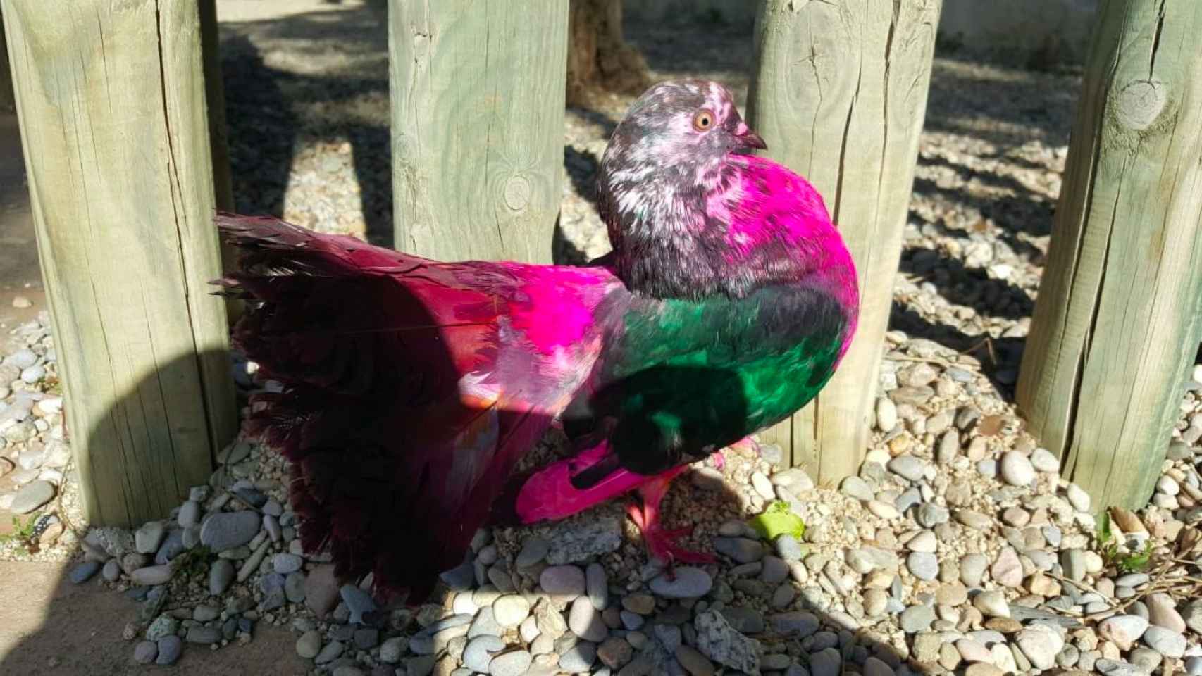 Paloma pintada que ha sido rescatada por la Guàrdia Urbana