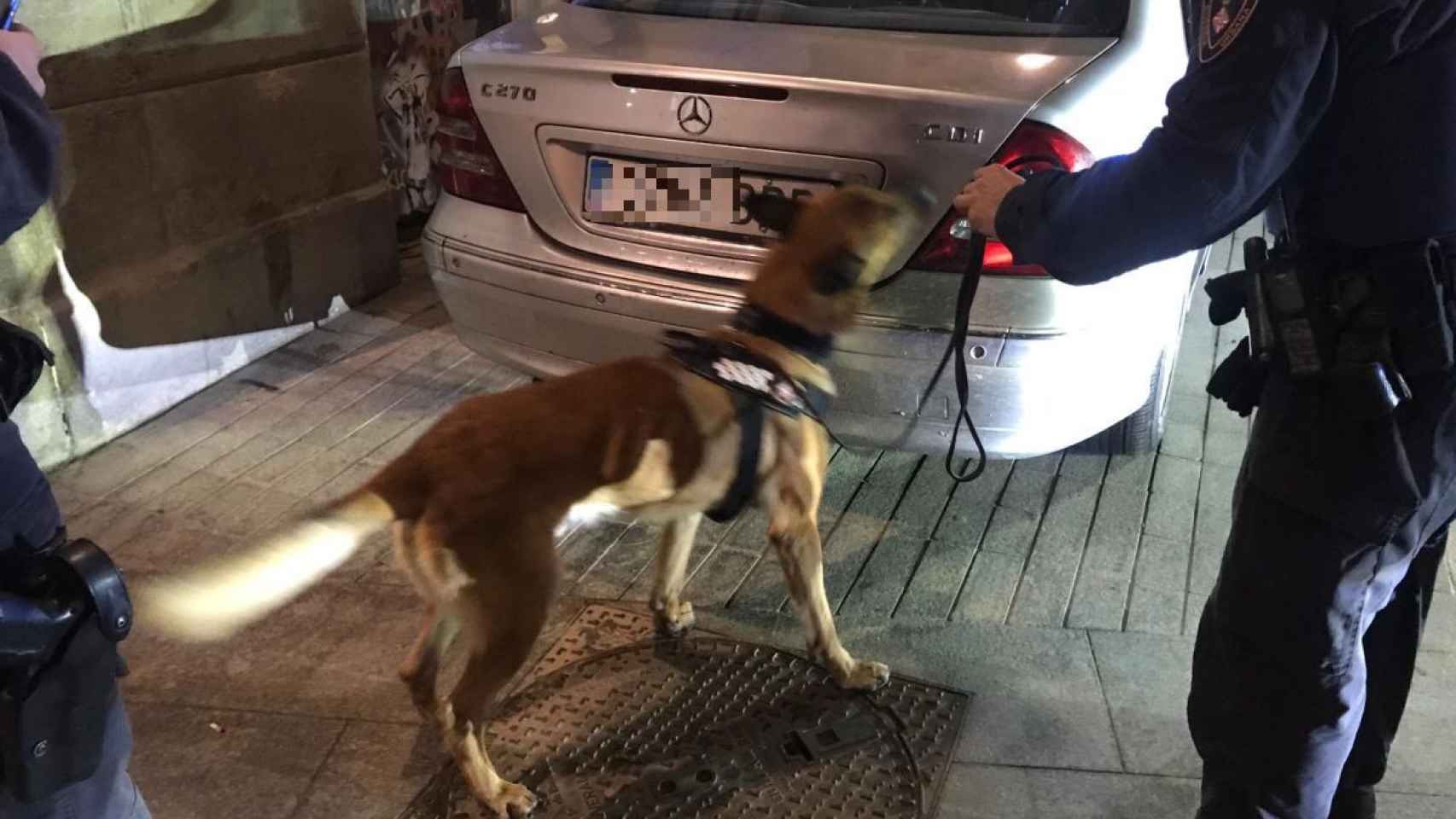 La Unidad Canina inspecciona el vehículo antes de que lo retiraran al depósito municipal / GUÀRDIA URBANA