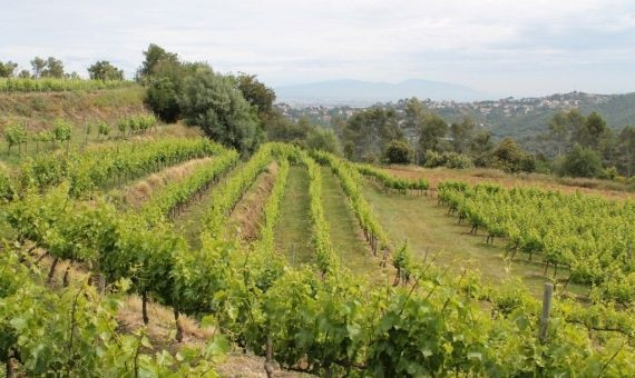 Viñedosde Can Calopa, que Fernández bautizó como 'Falcon Clos' / AYUNTAMIENTO DE BCN