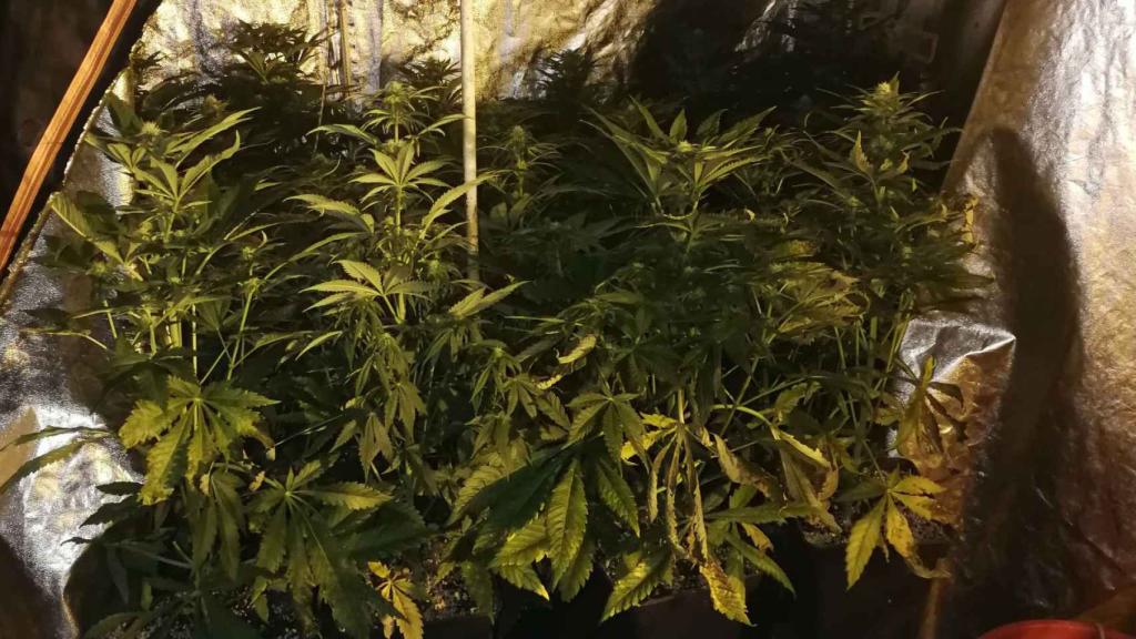 Intervenidas 75 plantas de marihuana en un piso de Sant Martí / GUARDIA URBANA