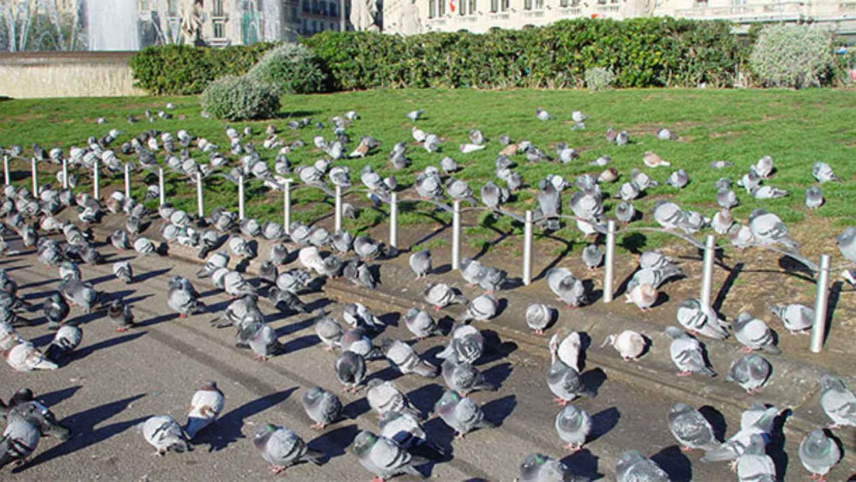 El Ayuntamiento quiere controlar la población de palomas en Barcelona