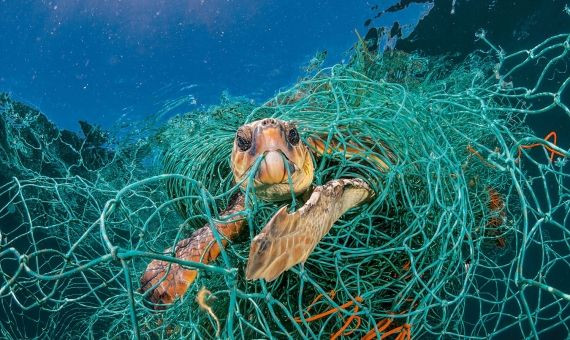 Tortuga atrapada con una red de plástico