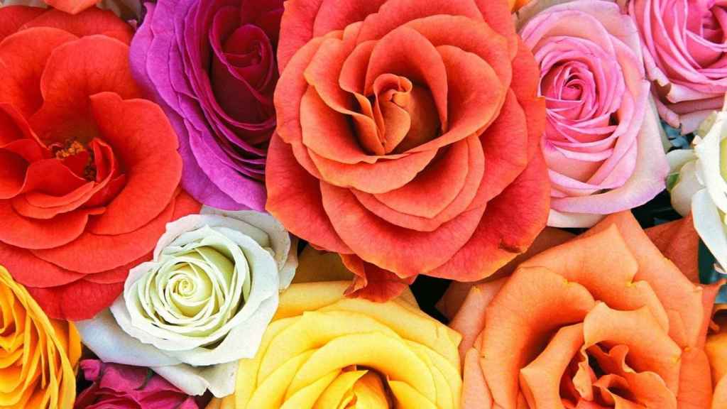 Rosas de colores para regalar en Sant Jordi