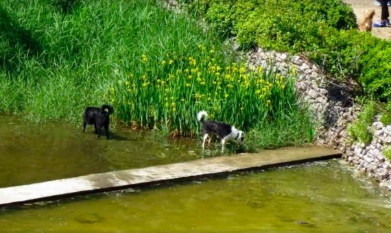 Los perros, husmeando en el lugar en el que se esconden los patos