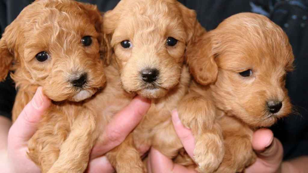 Cachorros de perro se venden de forma ilegal en portales de internet en Barcelona / Archivo