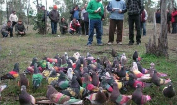 Palomas participando en un concurso de colombicultura 