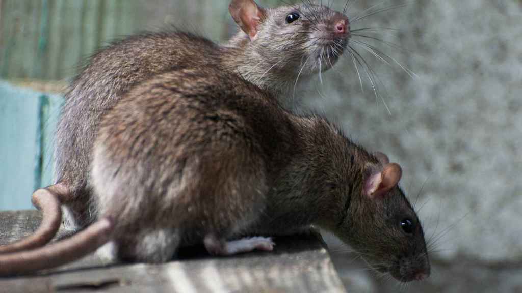 Dos ratas campando a sus anchas por la ciudad