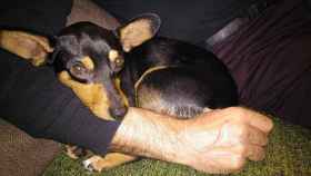 Imagen del perro que falleció con el educador canino / FAADA