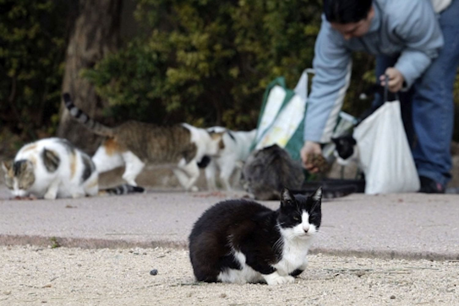 Un hombre alimenta una colonia de gatos en la calle / EFE