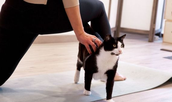 Acariciar a un gato durante la sesión de yoga en Cat House / SUARA FOUNDATION