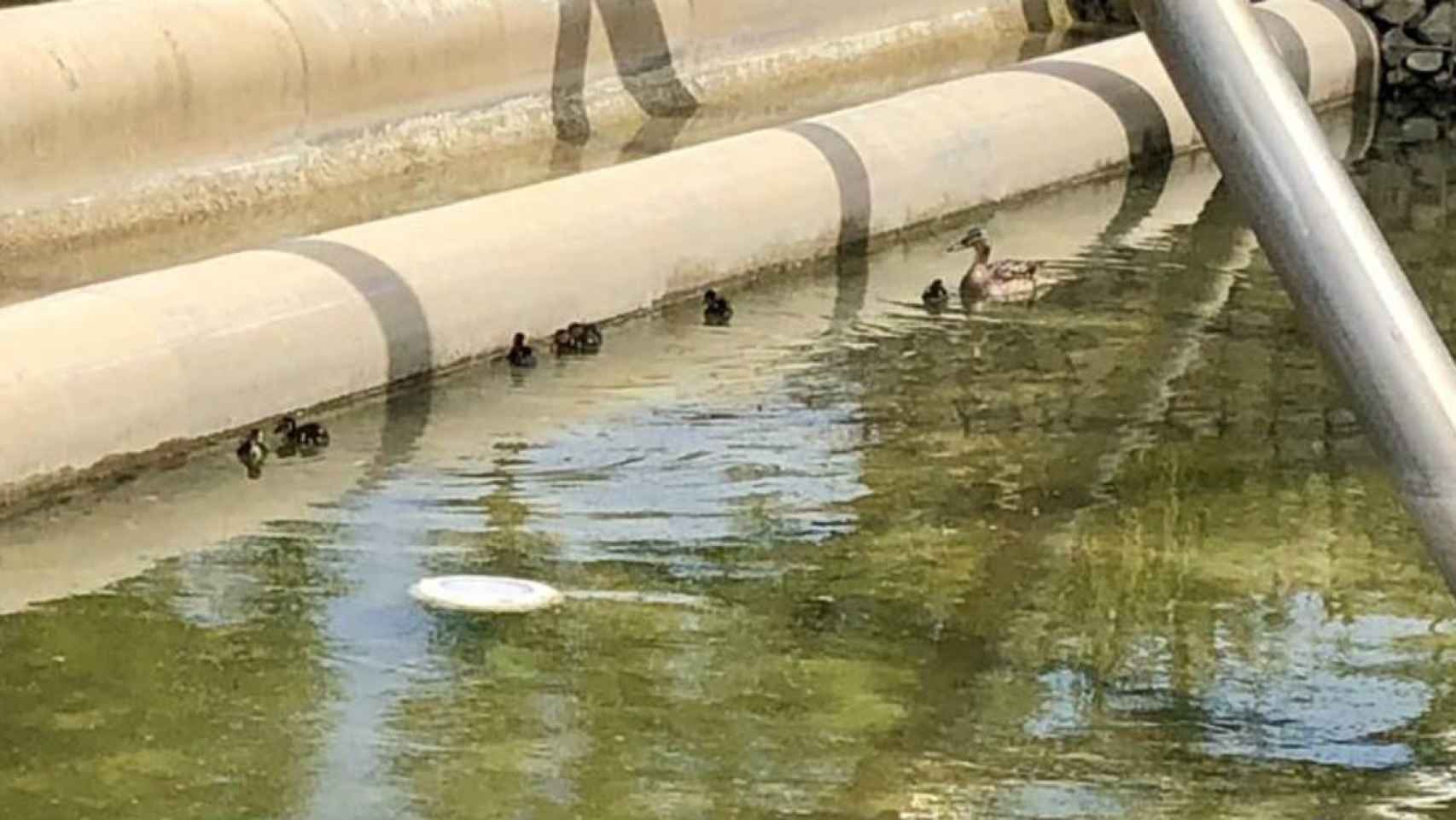 Una pata se pasea con sus crías en el lado del parque de Diagonal Mar.