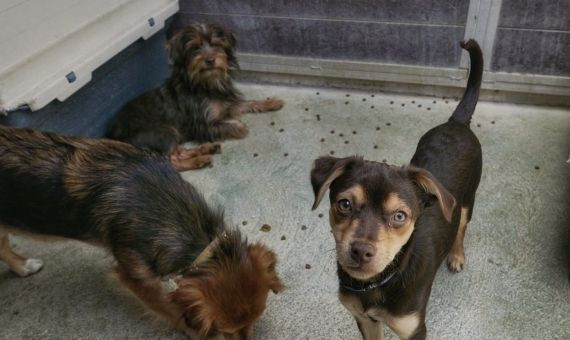 Algunos de los perros rescatados por la Guardia Urbana