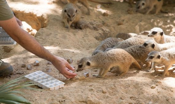 Suricatas en el Zoo de Barcelona pasando la ola de calor / EFE