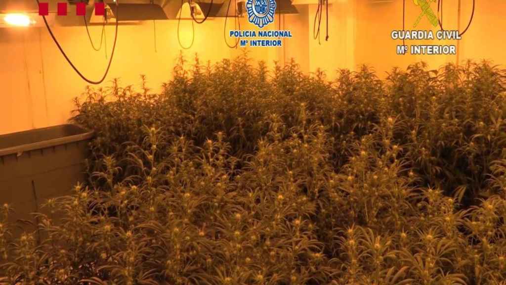 Cae un clan familiar que contaba con una macroplantación de marihuana en el Prat de Llobregat / Mossos