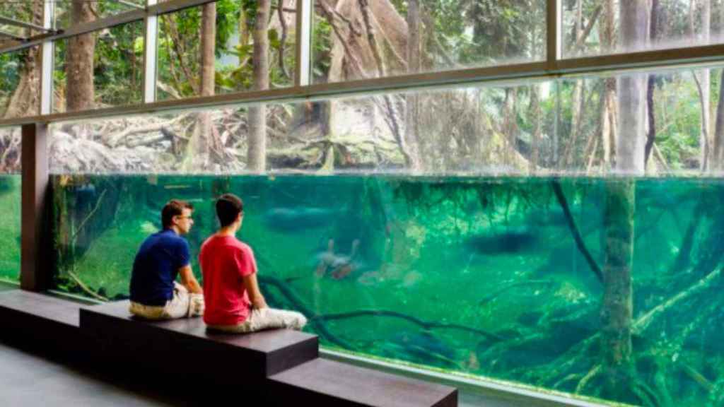 Bosque inundado del Cosmocaixa, un plan perfecto para un fin de semana con niños / COSMOCAIXA