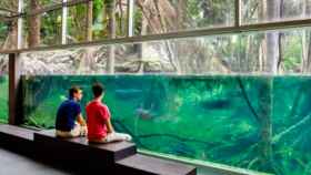 Bosque inundado del Cosmocaixa, un plan perfecto para un fin de semana con niños / COSMOCAIXA