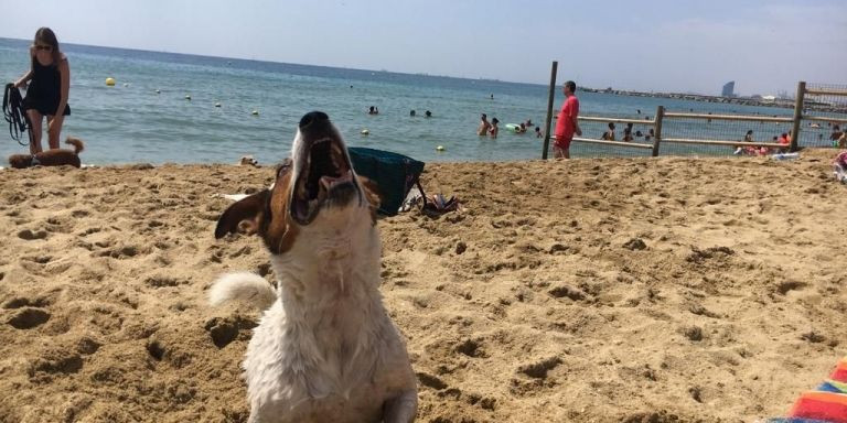 Un perro disfruta de un día de playa / METRÓPOLI ABIERTA