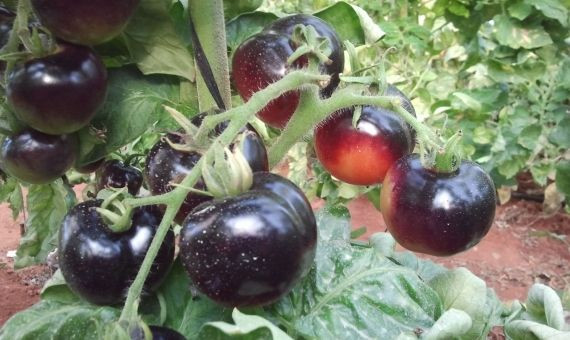 Varios tomates azules en su punto de maduración