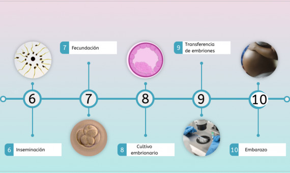 Infografía sobre vitrificación de óvulos + FIV /2