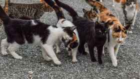 Unos 60 gatos han muerto en la isla / TUXEDO CAT