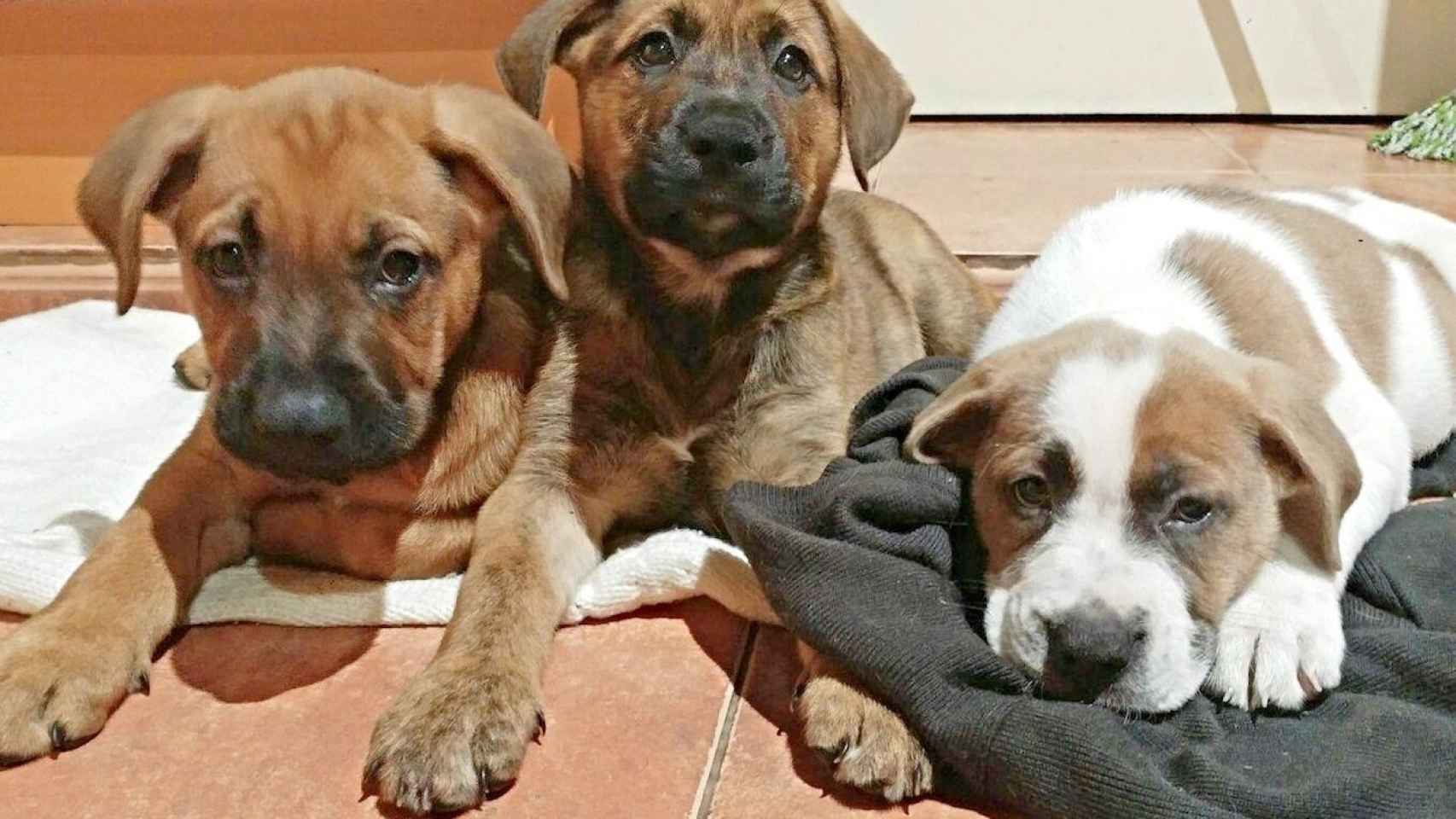 Cachorros salvados por la protectora de animales Pelescapat