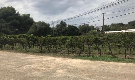 Viñas de las bodegas Binifadet, uno de los lugares donde se celebra la boda entre Valls y Gallardo / MA