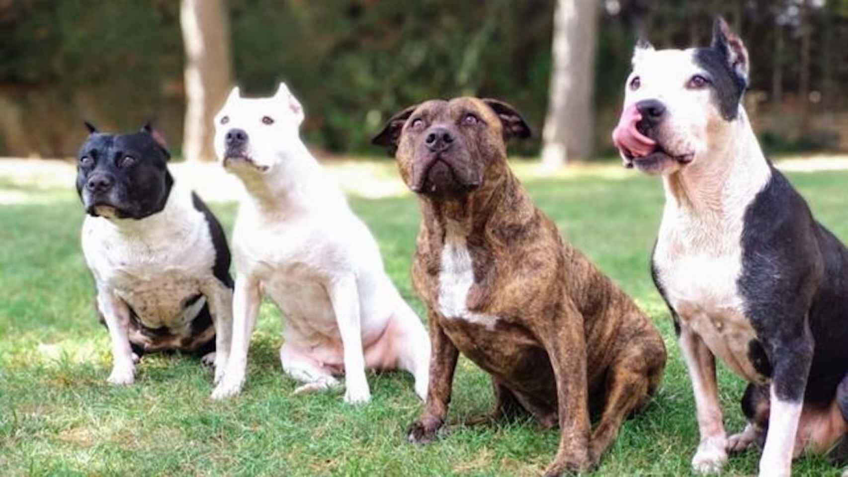 Perros pertenecientes a American Staffordshire, una de las potencialmente peligrosas