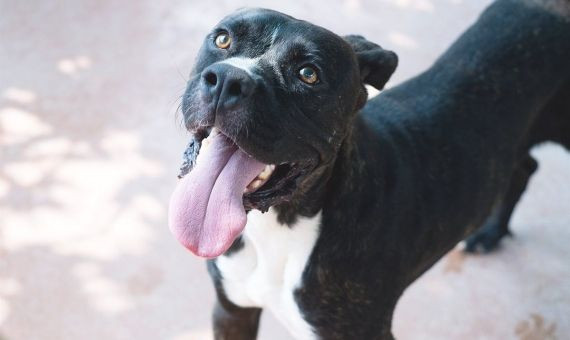 Un perro de raza potencialmente peligrosa