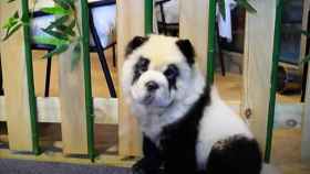 Perro pintado como si fuera un panda en una cafetería de China / RT