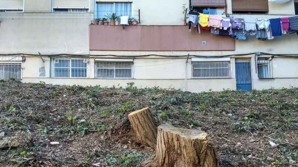 Árboles talados en Ciutat Meridiana