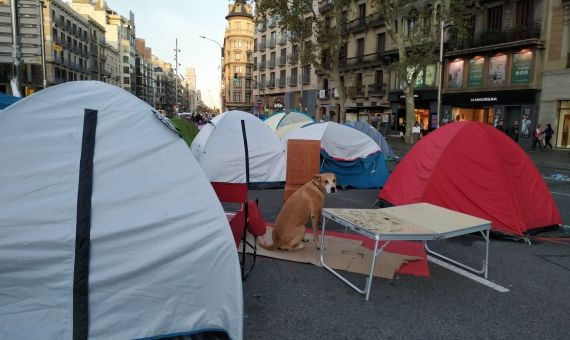 Un perro entre las tiendas de la acampada en plaza Universitat / P.B.