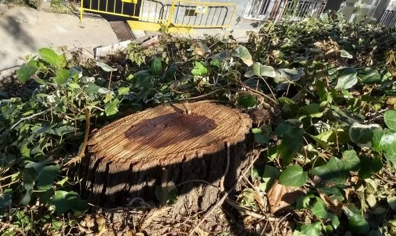 Uno de los árboles talados por las obras en la calle de Les Agudes