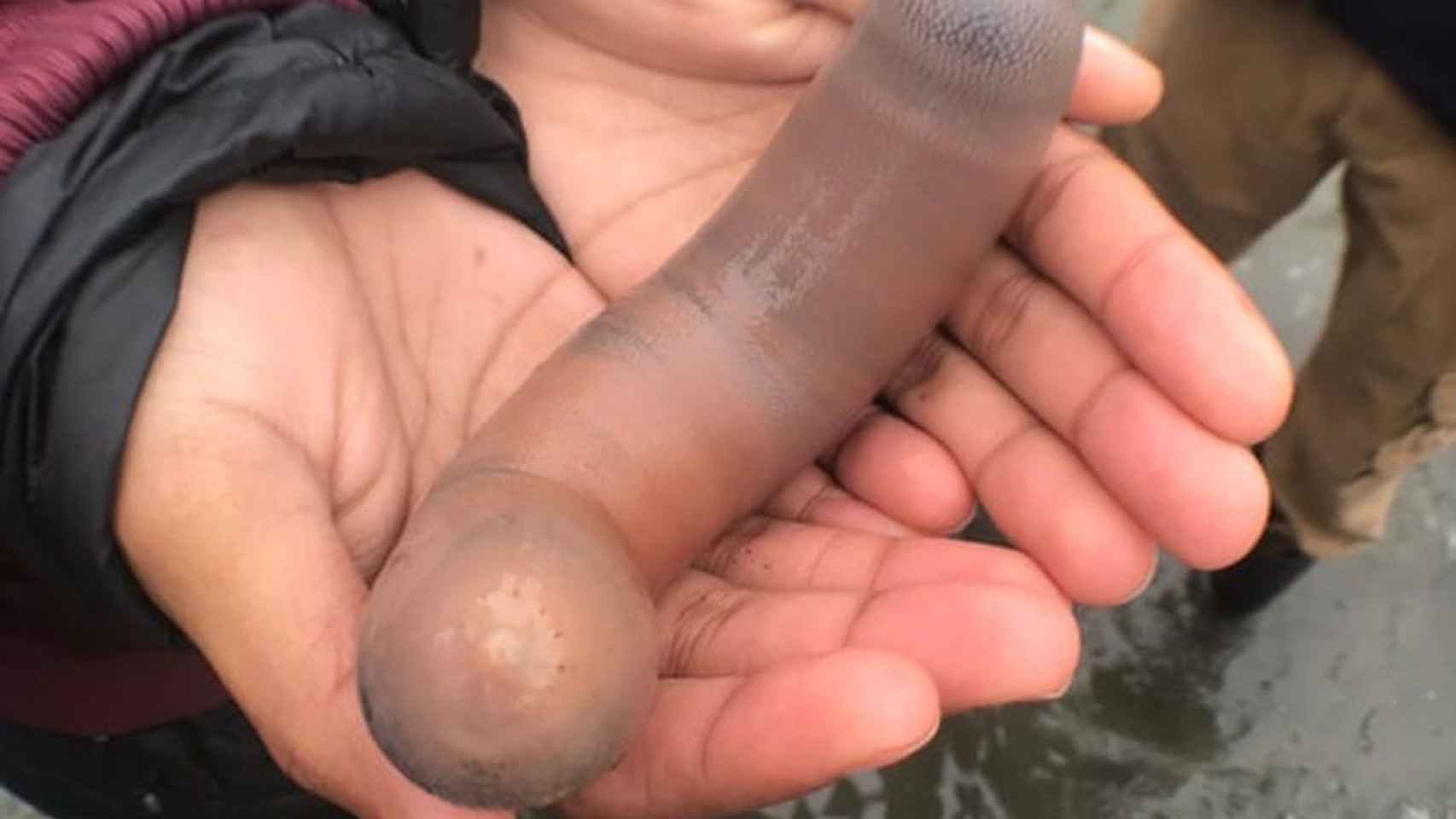 Una persona sostiene un pez pene en la playa de Drakes (California) / KATE MONTANA / INATURALIST