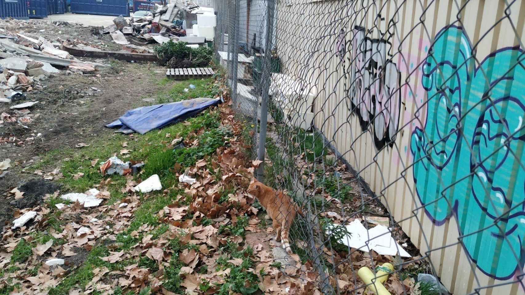 Uno de los gatos que ha sobrevivido al derrumbe de la colonia por las obras del solar / EUROPA PRESS