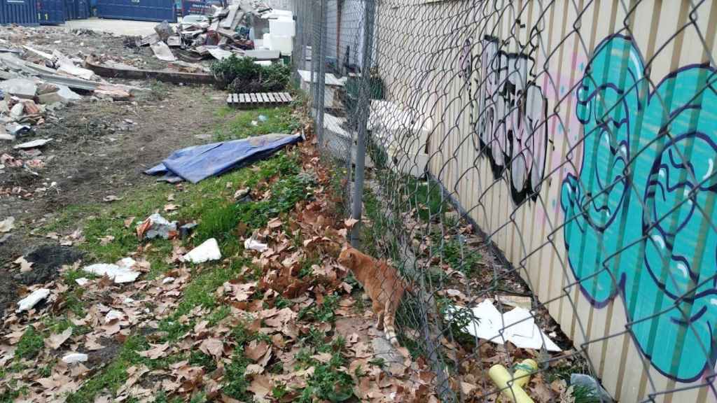 Uno de los gatos que ha sobrevivido al derrumbe de la colonia por las obras del solar / EUROPA PRESS