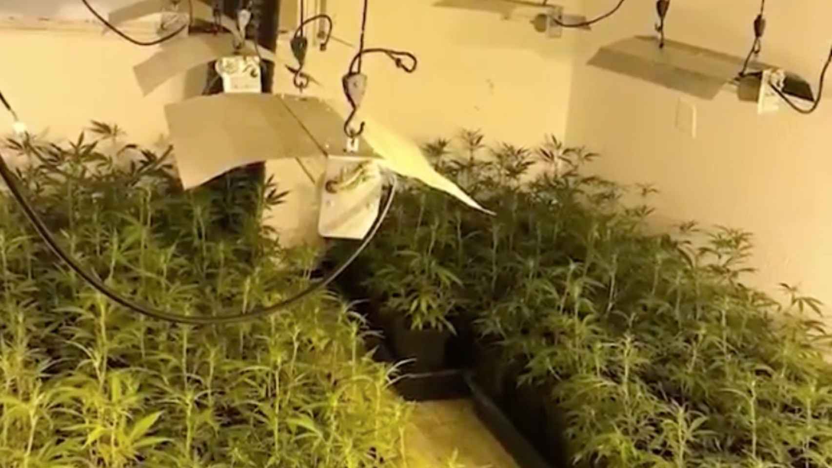 Plantas de marihuana incautadas durante un operativo policial / MOSSOS D'ESQUADRA