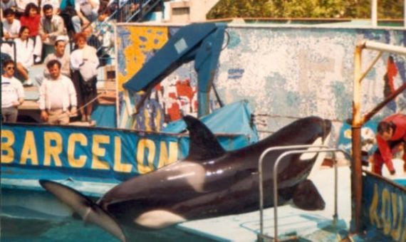 La orca Ulises, en el Zoo de Barcelona / WIKIPEDIA