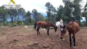 Varios caballos prácticamente esqueléticos en un campo