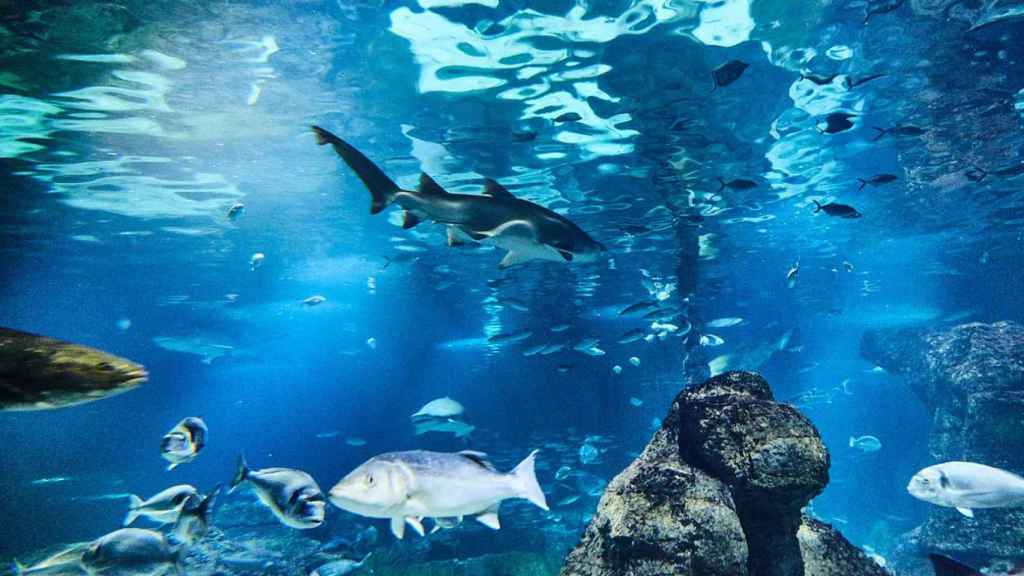 Interior del acuario de Barcelona