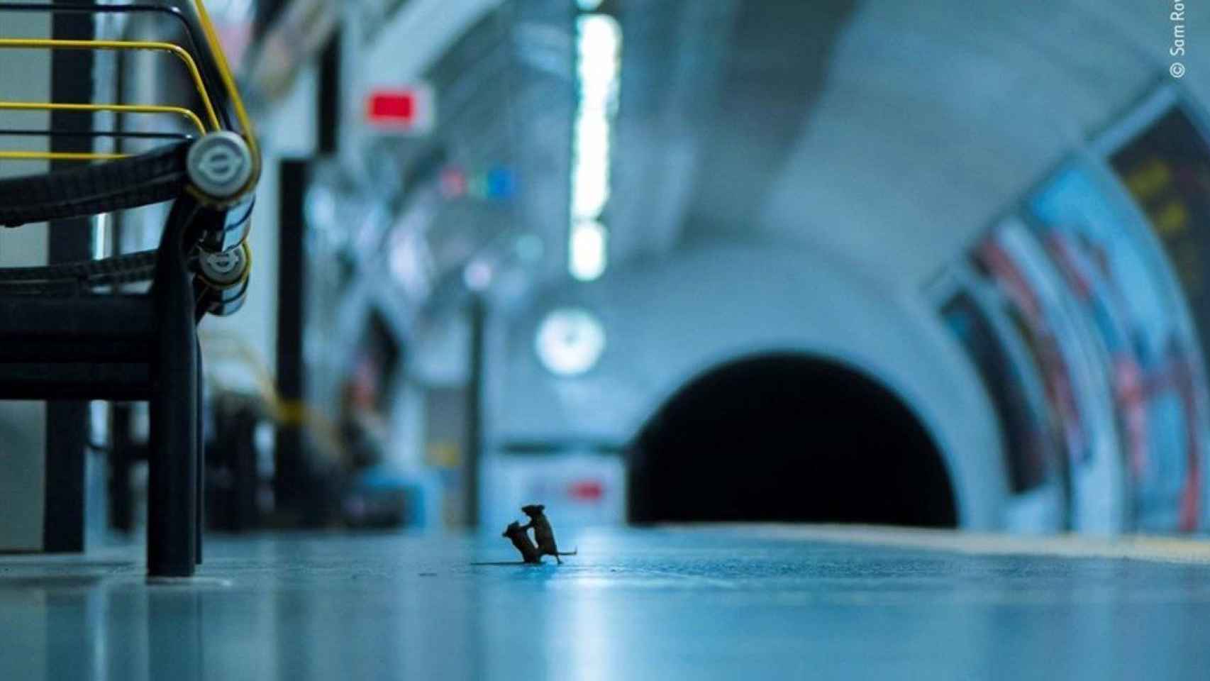 'Pelea en la estación', imagen ganadora del premio a mejor foto de naturaleza / EFE - SAM ROWLEY