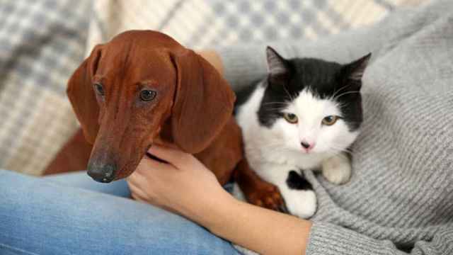 Un perro y un gato con los nombres preferidos de los barceloneses