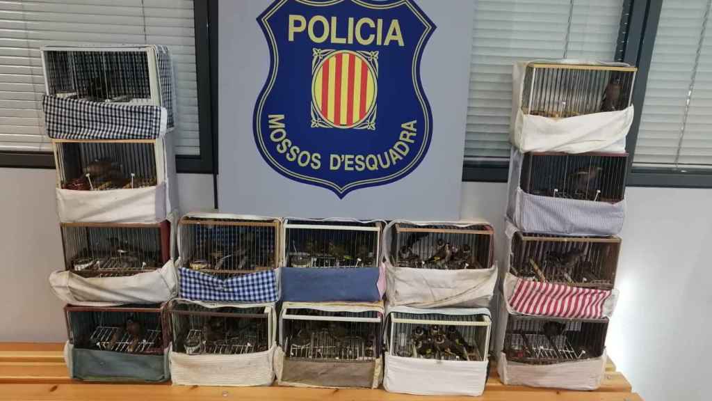 Pájaros interceptados por los Mossos d'Esquadra en un operativo anterior / MOSSOS D'ESQUADRA