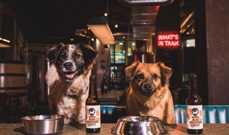 Dos perros durante una cata de cerveza en Barcelona