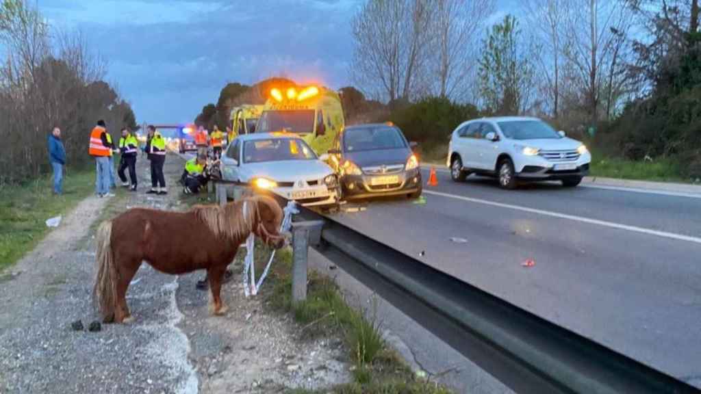 El poni implicado en el accidente