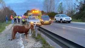 El poni implicado en el accidente