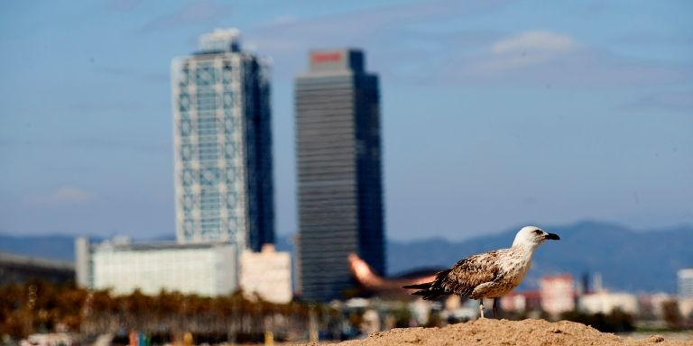 Una gaviota pasea por la playa de Sant Sebastià vacía