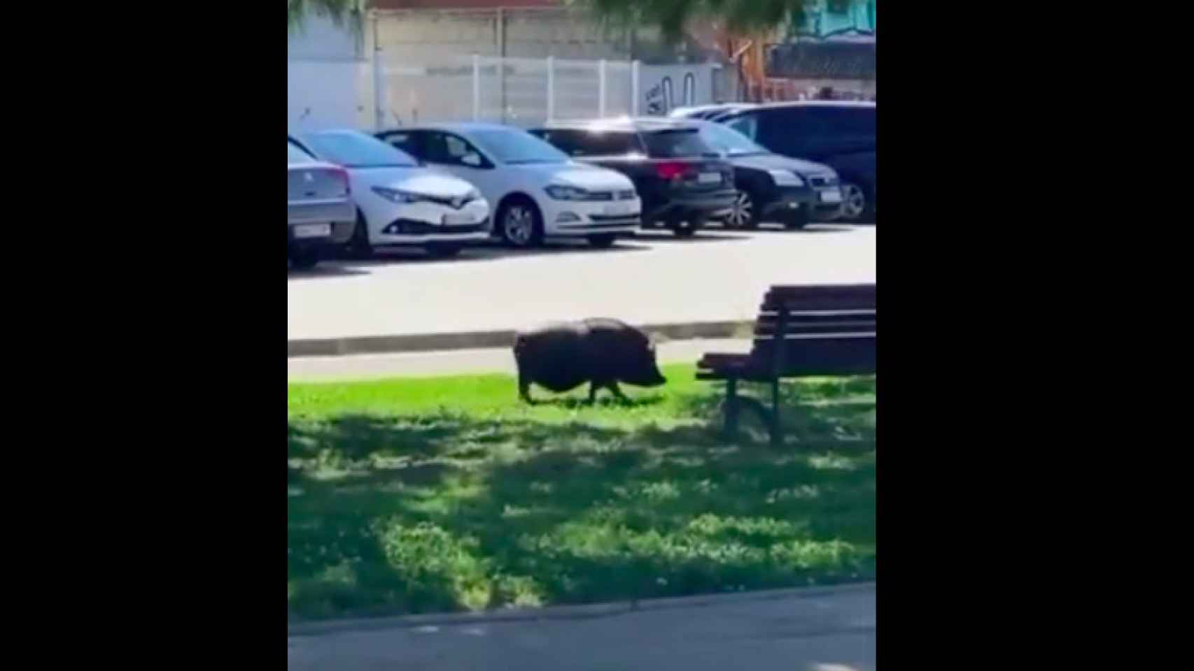 El cerdo, paseando por L'Hospitalet / @VDRIPEREZ